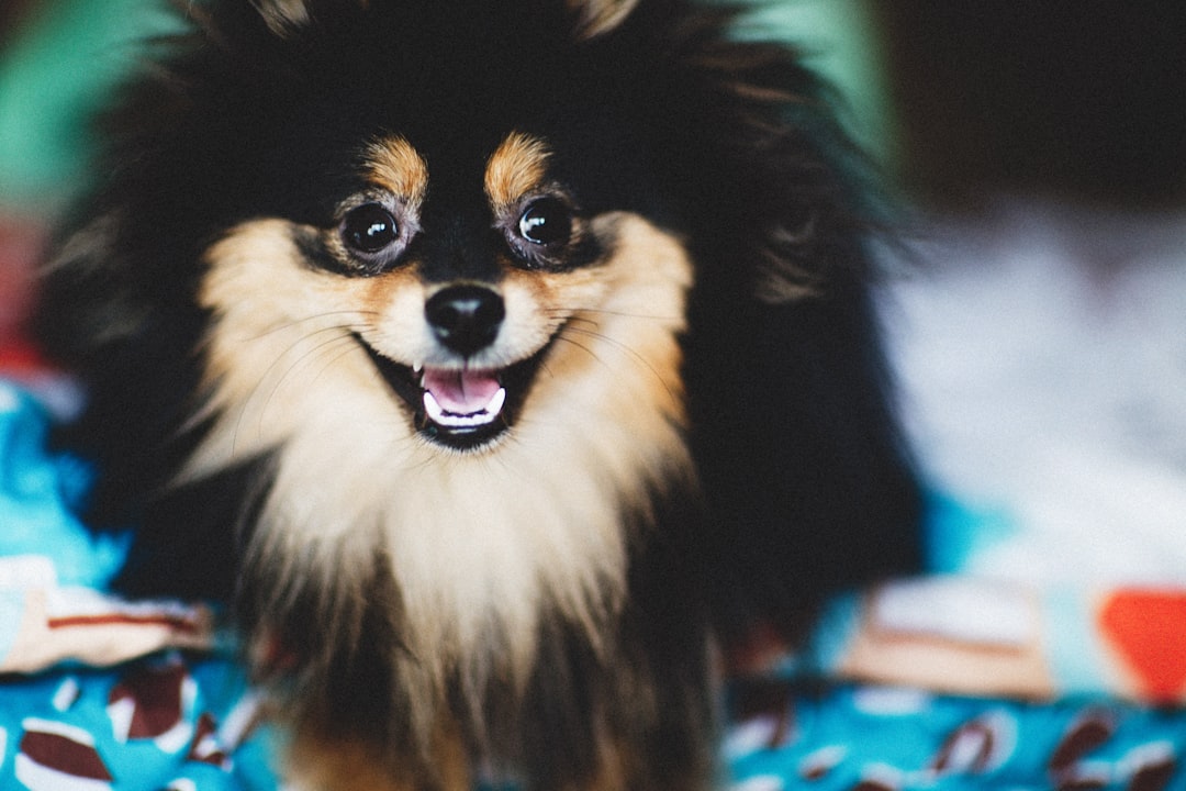 a small black and brown dog sitting on top of a bed