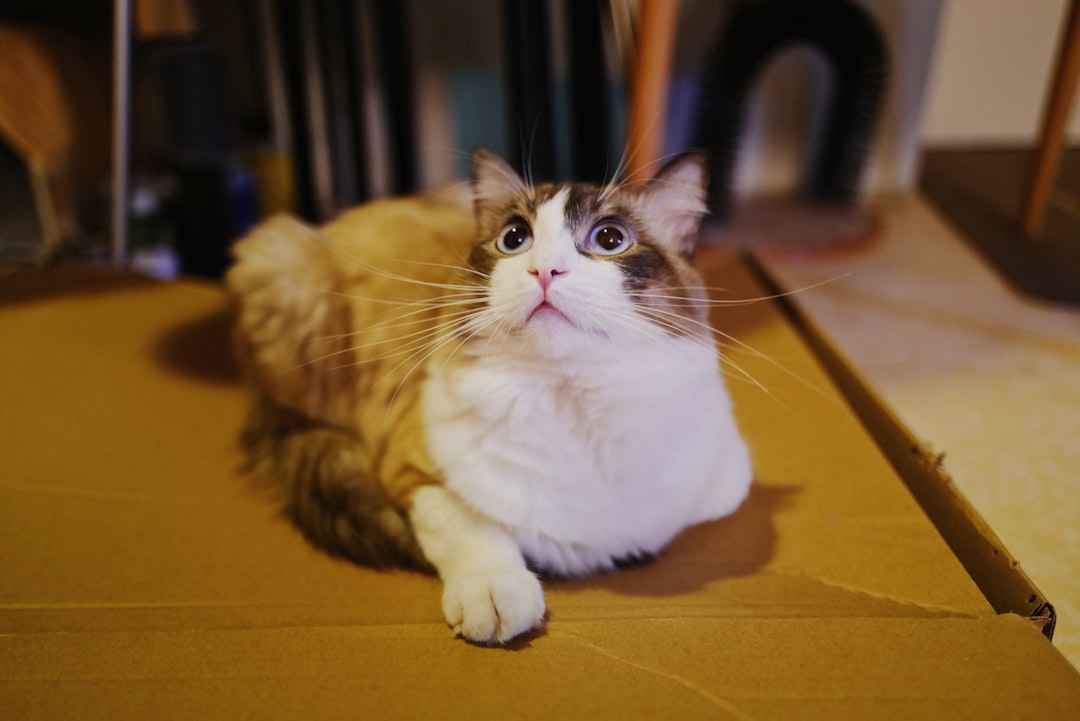 Pet Subscription Box Website Design: What Works in 2026