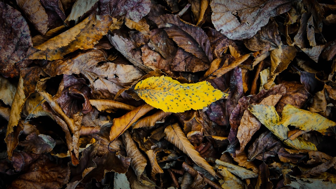 Pile of dry autumn leaves with one bright yellow leaf.