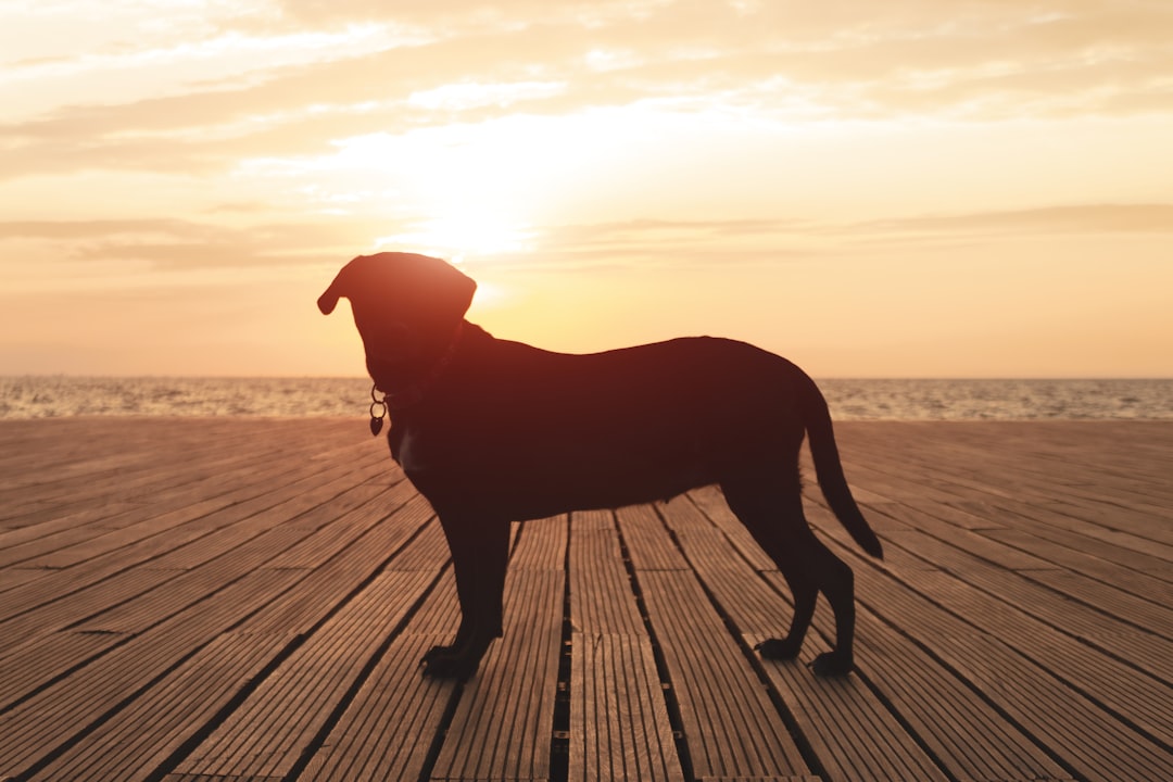 A dog standing on a wooden dock at sunset